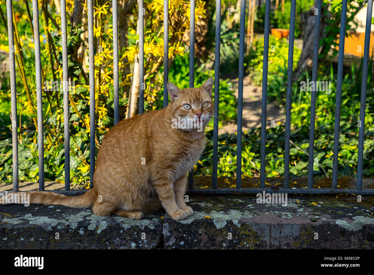 Cat On Garden Wall High Resolution Stock Photography And Images Alamy