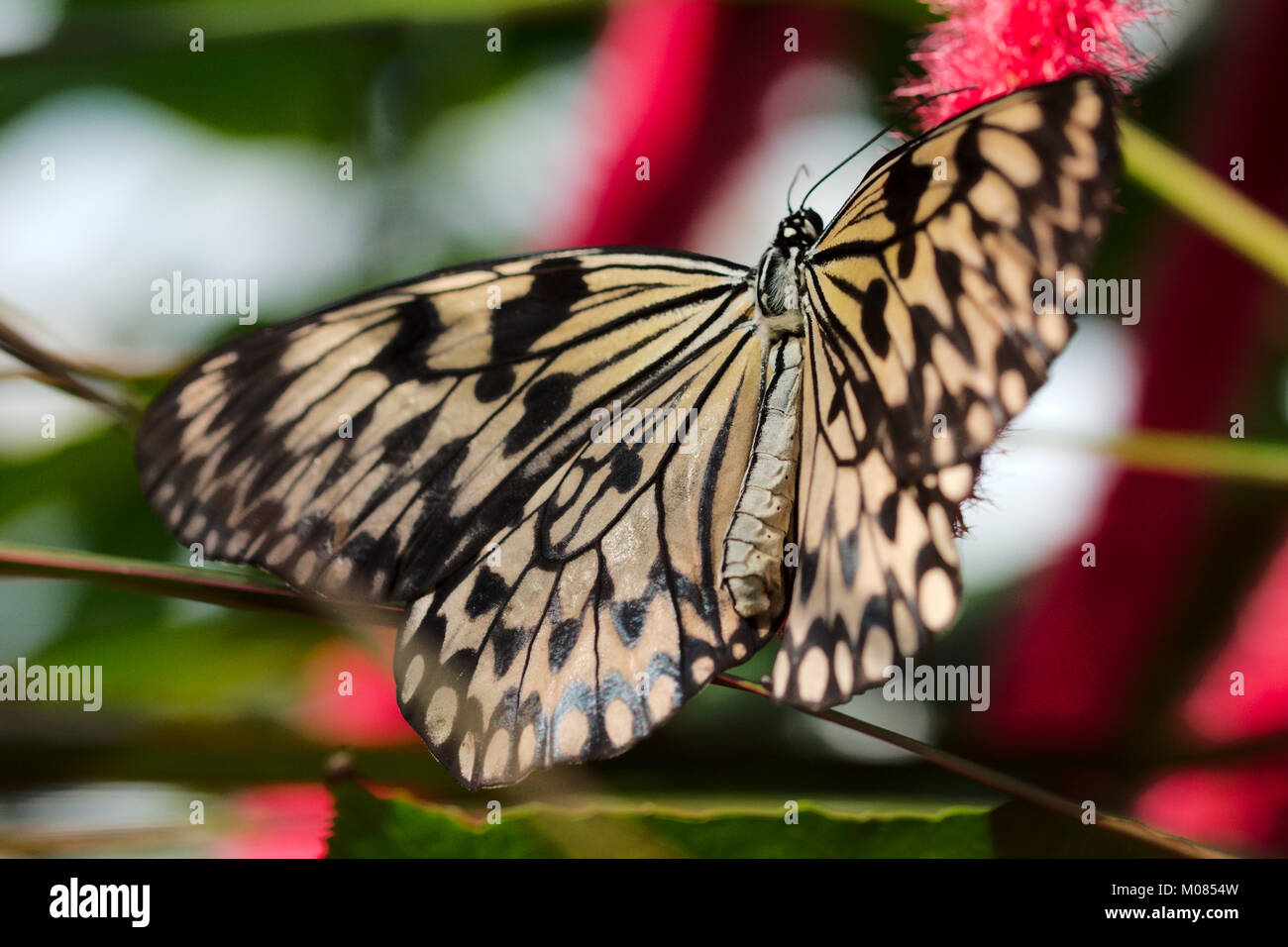 Single brown speckled butterfly in the wild Stock Photo