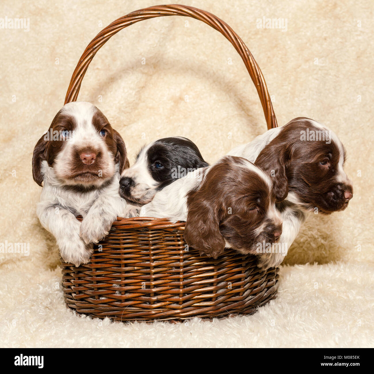 cute puppies of brown English Cocker Spaniel dog in basket Stock Photo