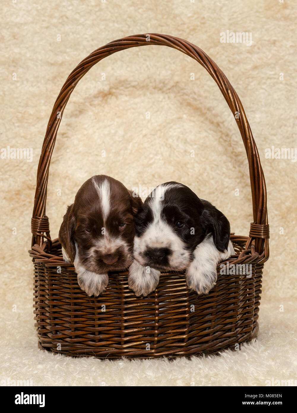 two cute puppy of brown English Cocker Spaniel dog in basket Stock