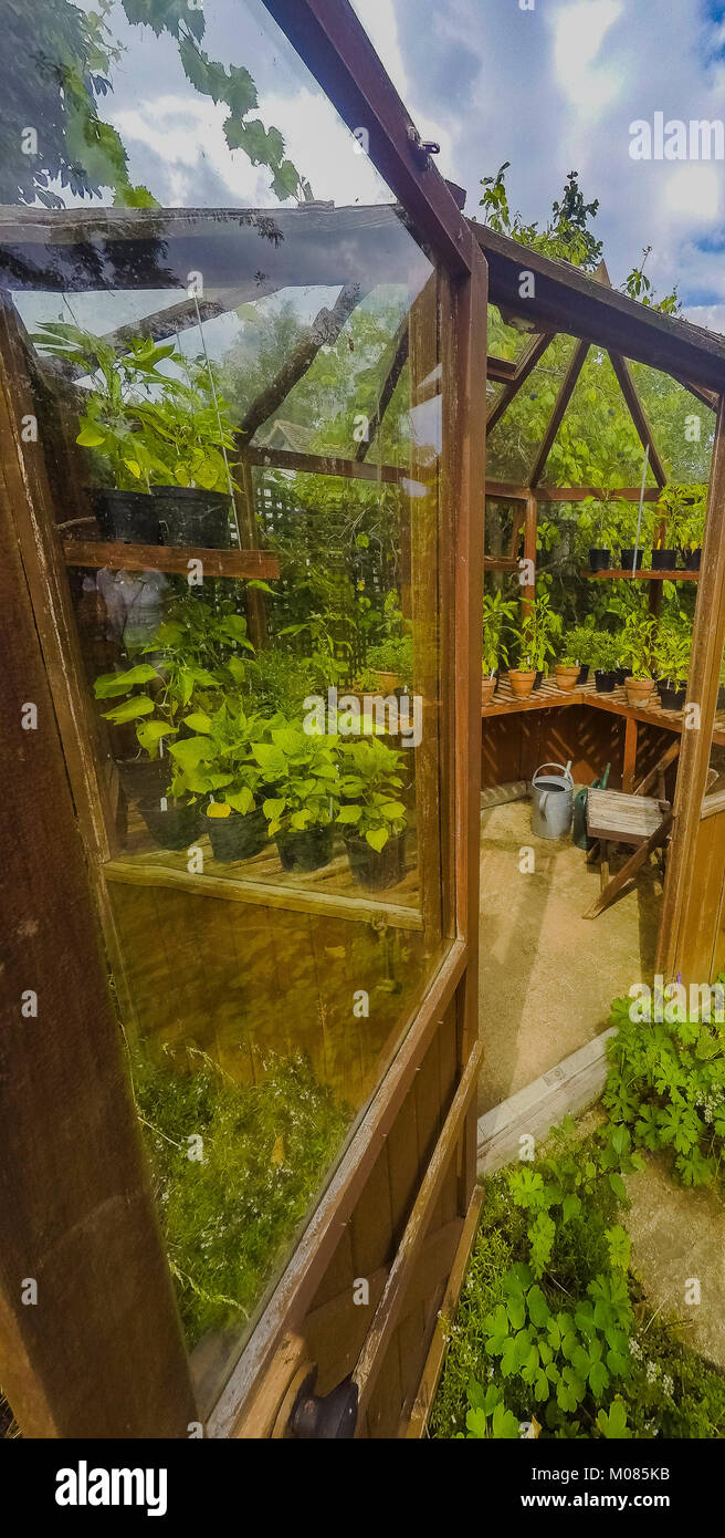 greenhouse ryton organic gardens nr. coventry midlands england Stock Photo Alamy