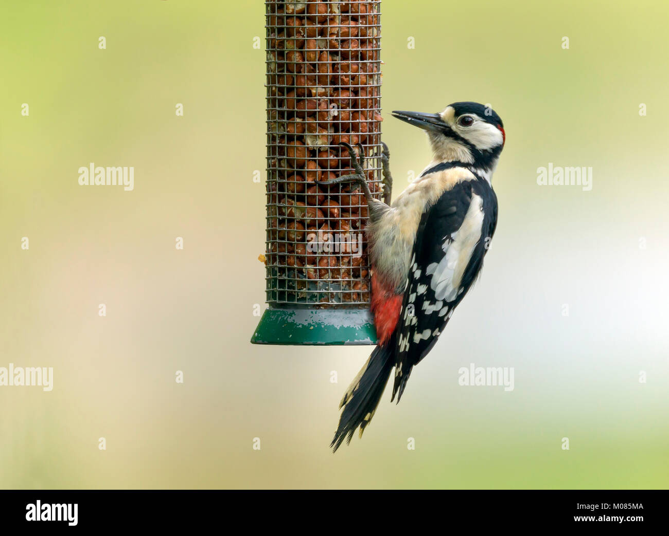 Male great spotted woodpecker, Dendrocopos major, on bird-feeder, Shropshire, England, UK, GB, Europe Stock Photo