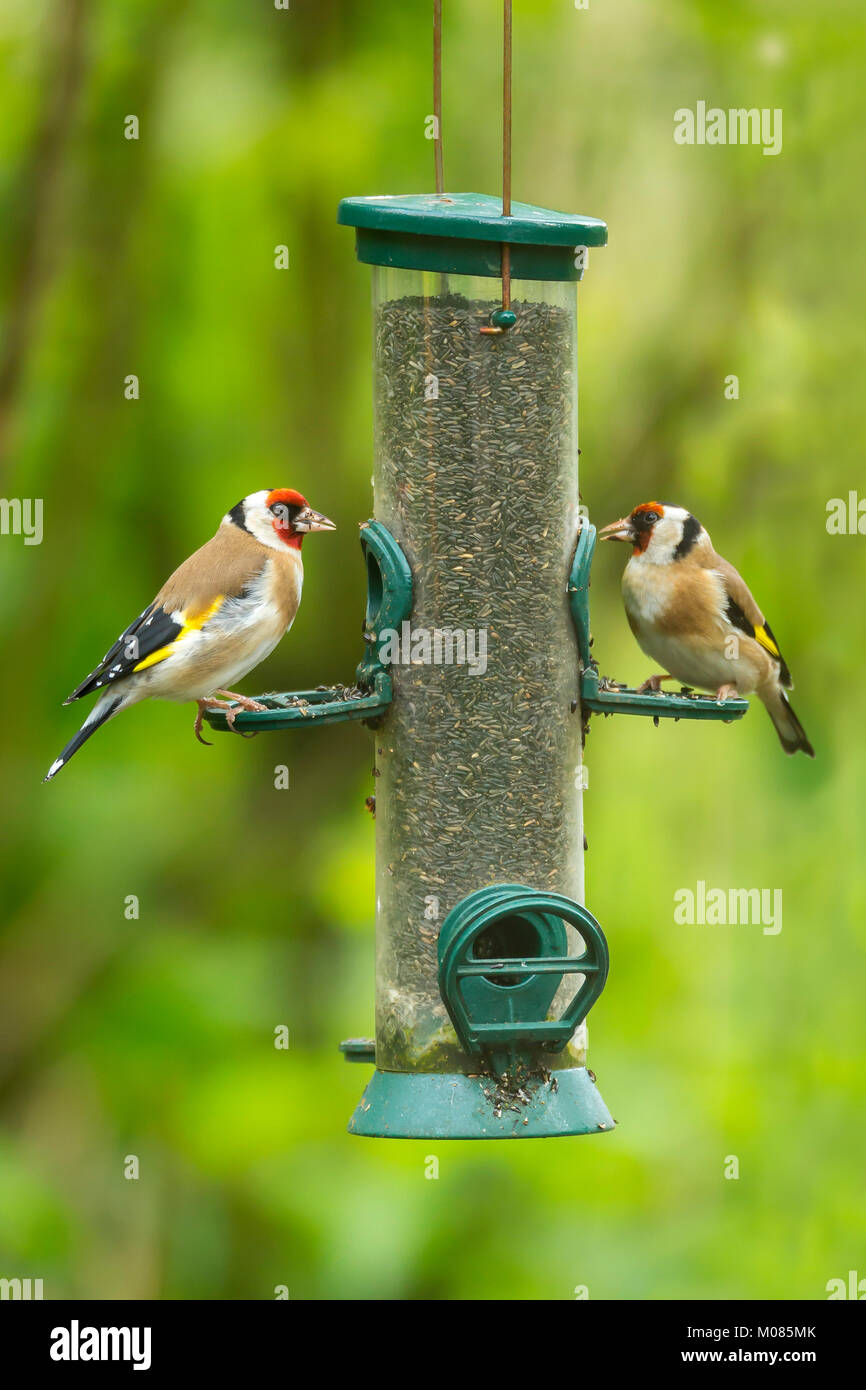 Pair of European goldfinch,  Carduelis carduelis, on bird-feeder, Shropshire, England, UK, GB, Europe Stock Photo