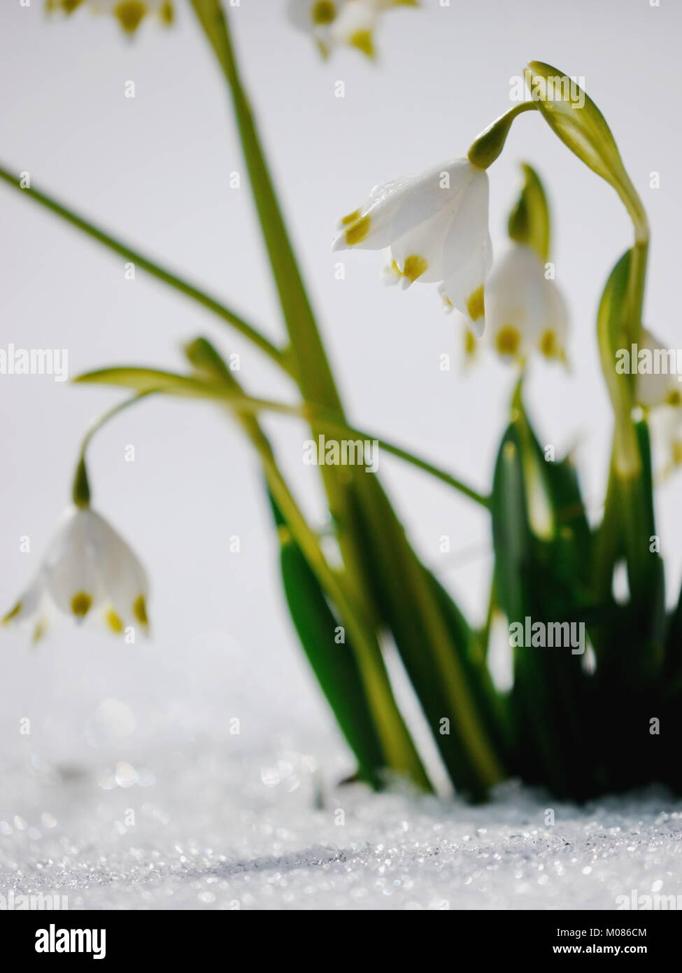 snowdrops growing out snow Stock Photo