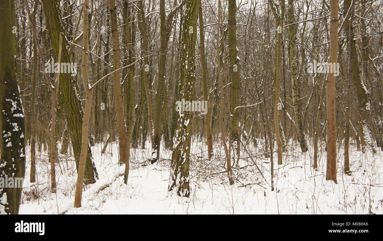 Tree Branches covered of snow in park Stock Photo - Alamy
