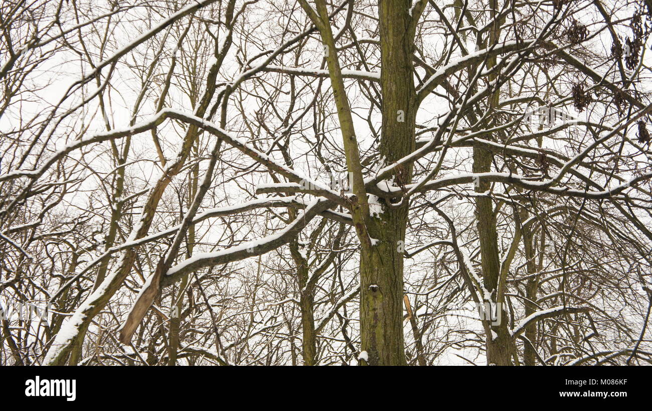 Tree Branches covered of snow in park Stock Photo - Alamy