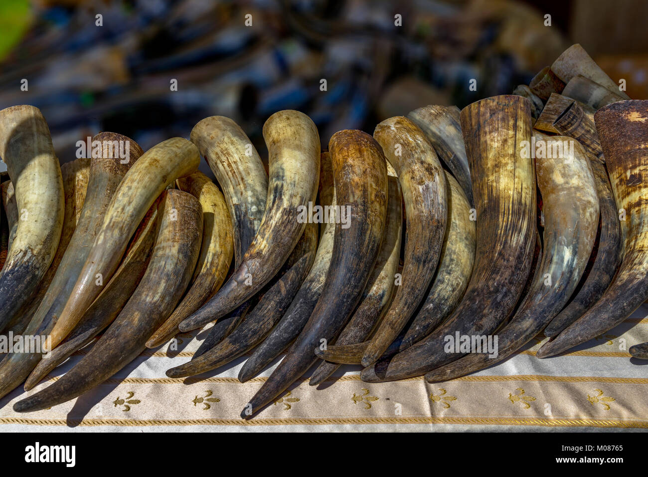 Cattle horns are available for sale Stock Photo Alamy