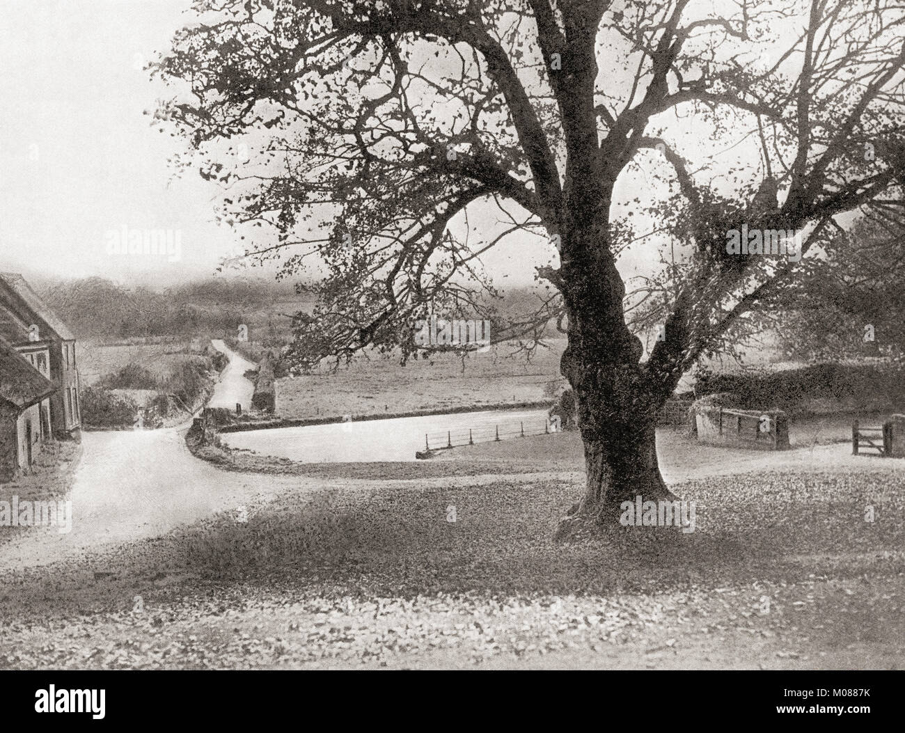 The Martyrs' Tree, a sycamore at Tolpuddle in Dorset, England, regarded by some as the birthplace of the British trades union movement.  From The Martyrs of Tolpuddle, published 1934. Stock Photo