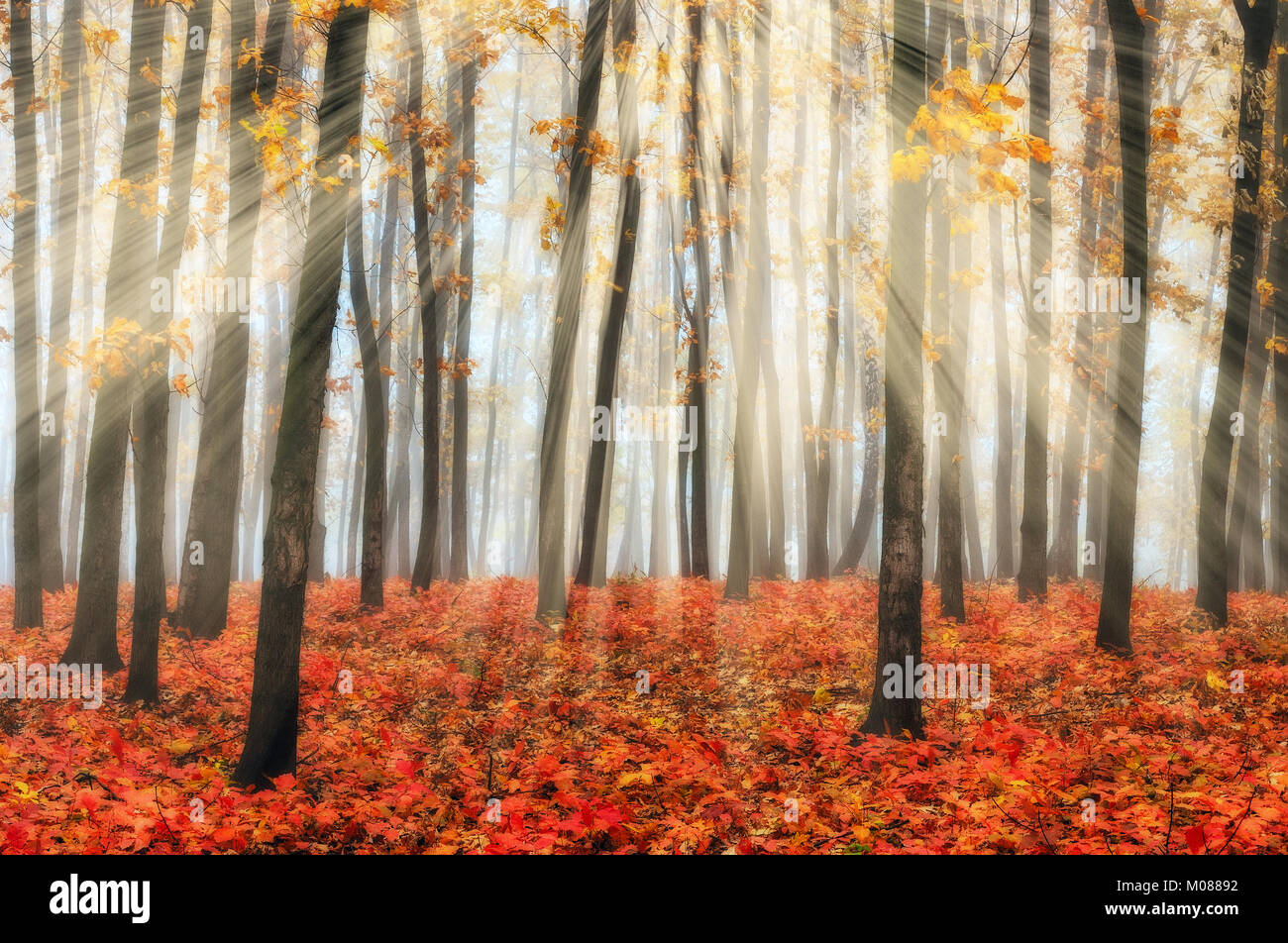 autumn forest. foggy morning in a picturesque forest Stock Photo - Alamy