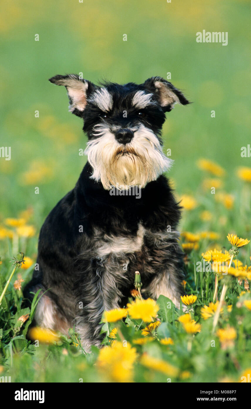 Hochformat dog hi-res stock photography and images - Page 3 - Alamy, image size:855x1390