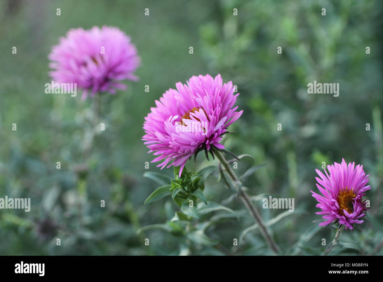 Purple  flowers  against green grass background Stock Photo