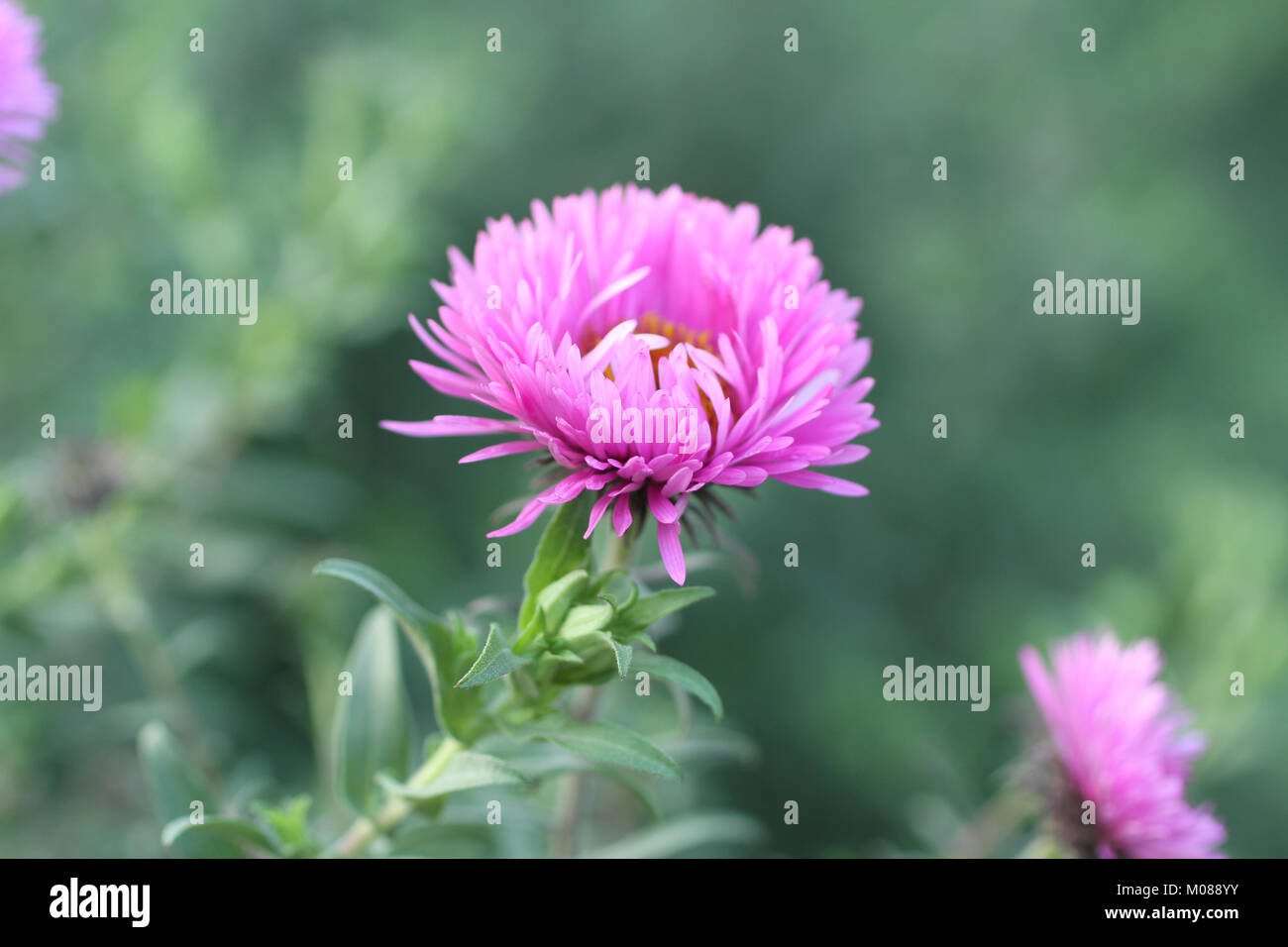 Purple  flowers  against green grass background Stock Photo