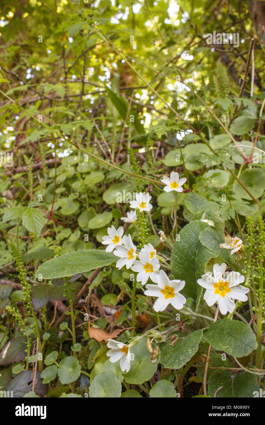 Primroses (Primula vulgaris) growing on a green bank Stock Photo