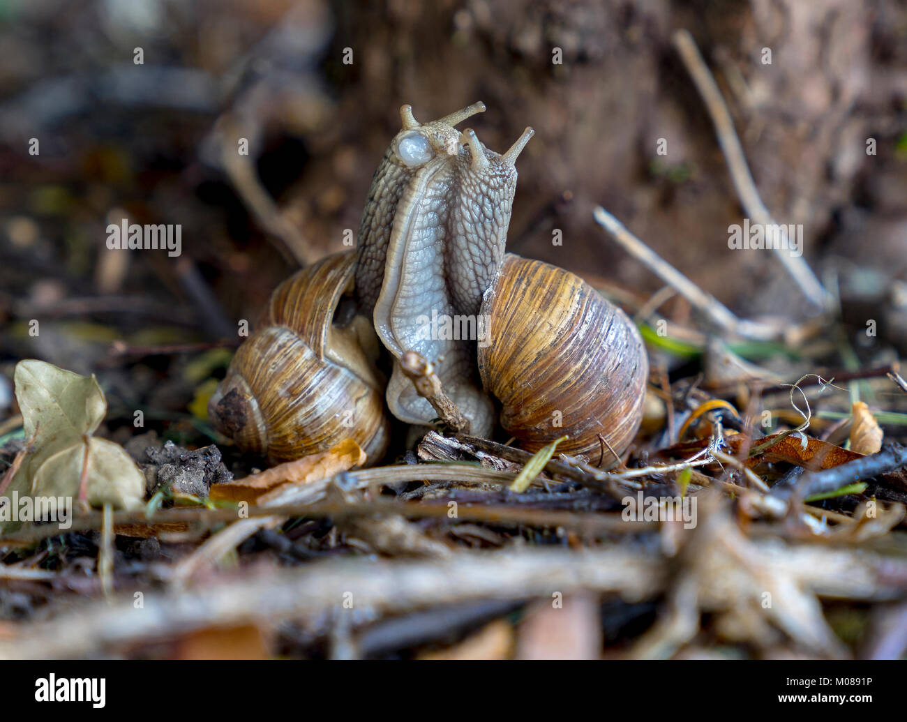 Vineyard snails during mating. (Helix pomatia Stock Photo Alamy