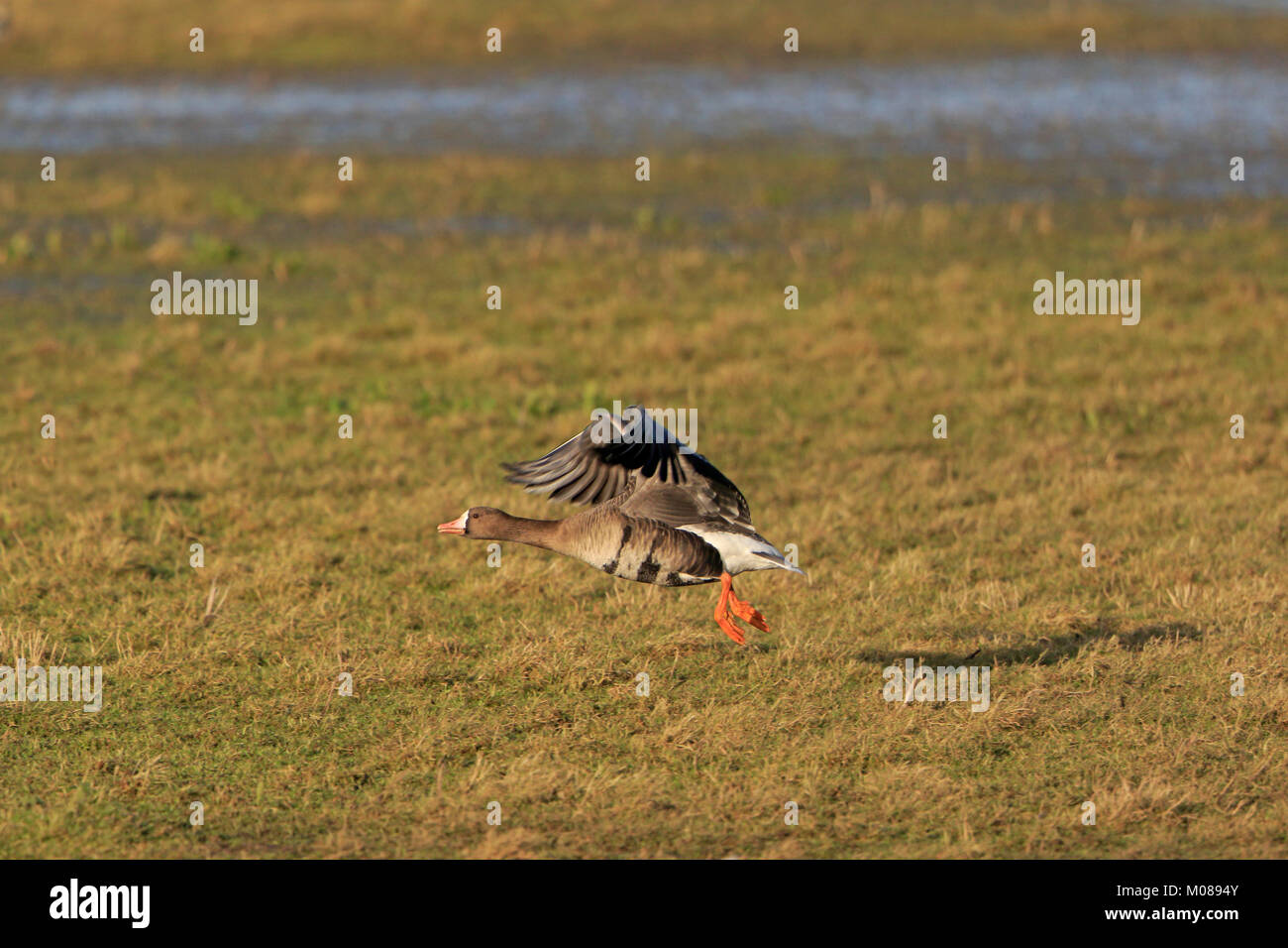 Adult Greenland White Fronted Goose taking off at Slimbridge WWT reserve UK Stock Photo