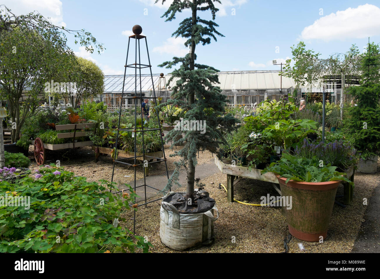 Plants and flowers on display at Burford Garden Centre in the Cotswolds
