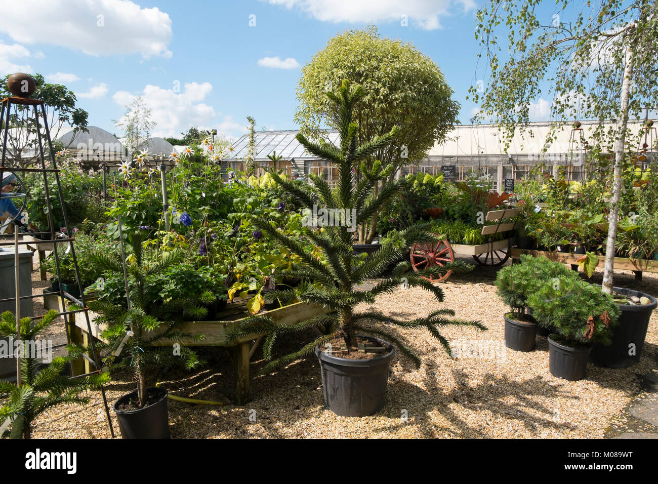Plants and flowers on display at Burford Garden Centre in the Cotswolds