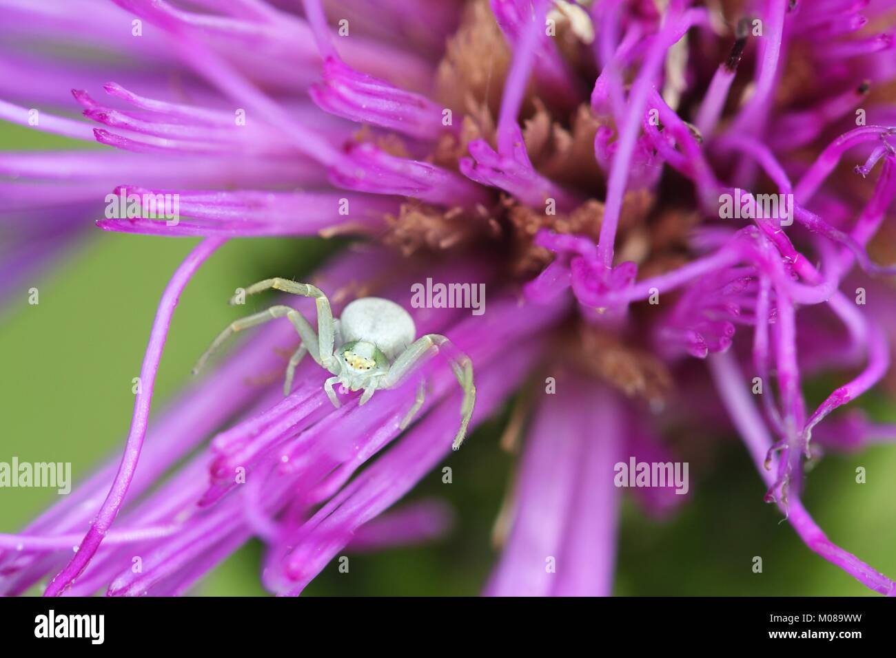 White crab spider, Misumena vatia, and marsh thistle, Cirsium palustre Stock Photo