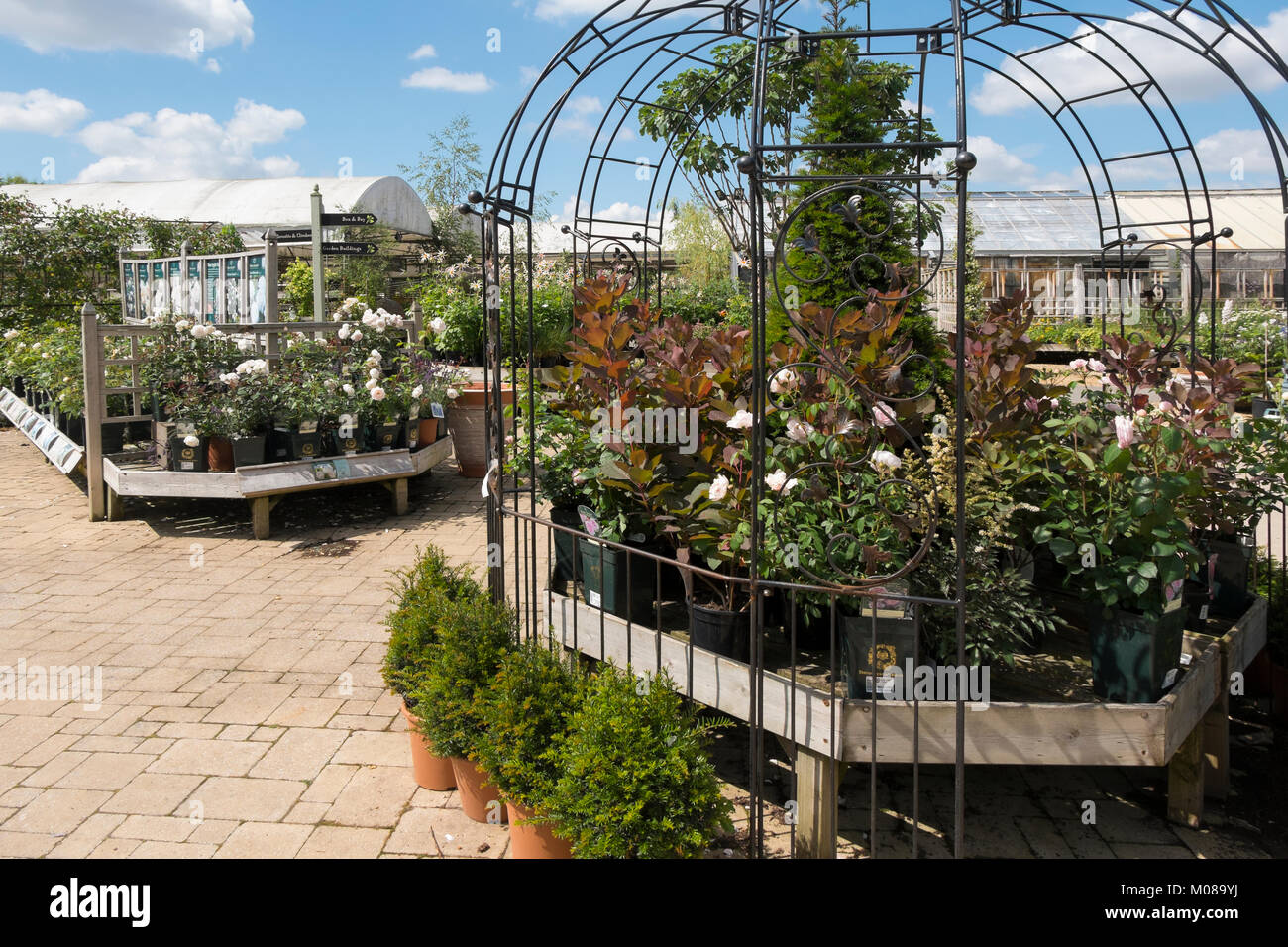Plants and flowers on display at Burford Garden Centre in the Cotswolds