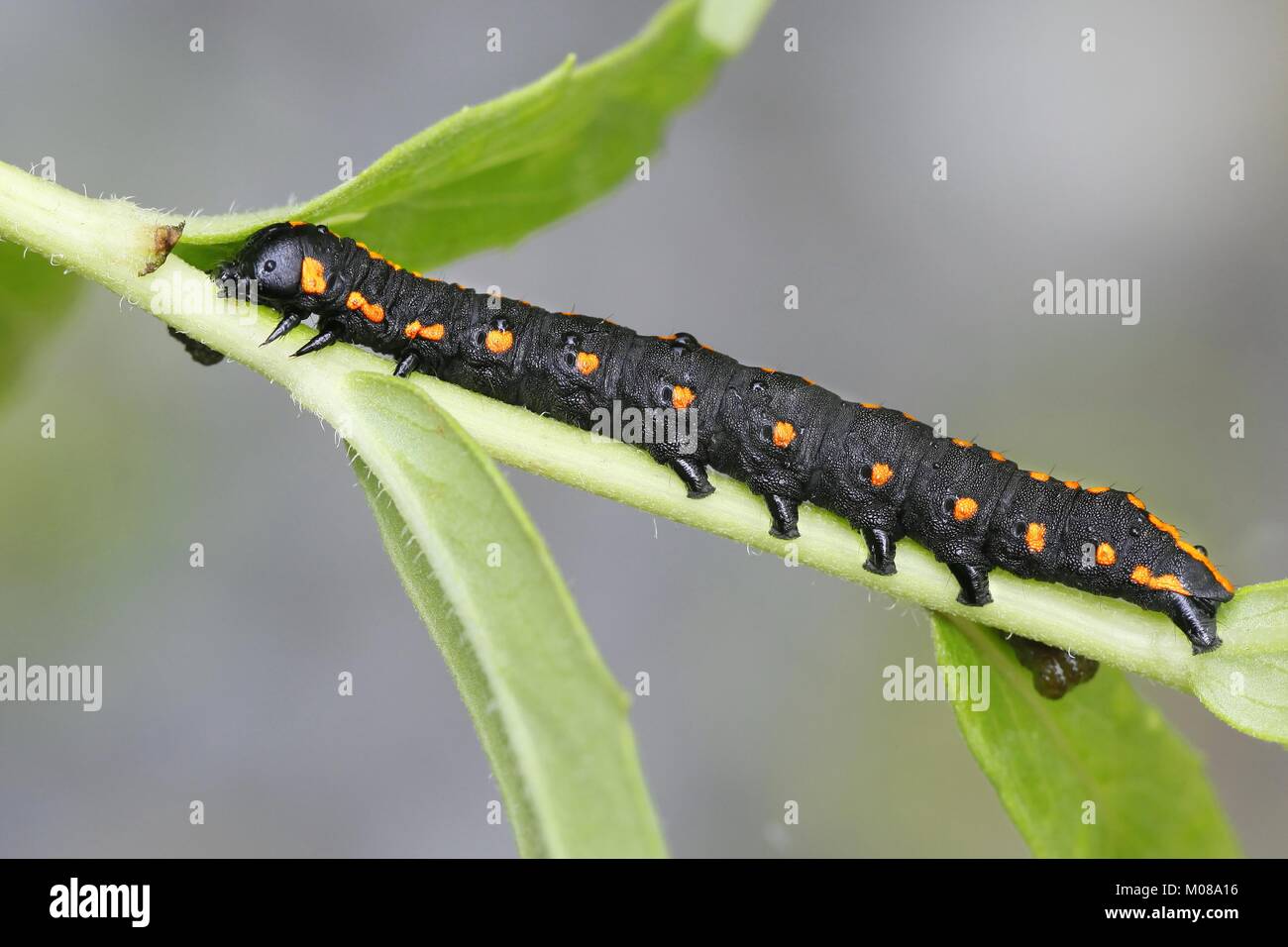 Beautiful orange and black moth caterpillar, Cucullia lucifuga Stock Photo