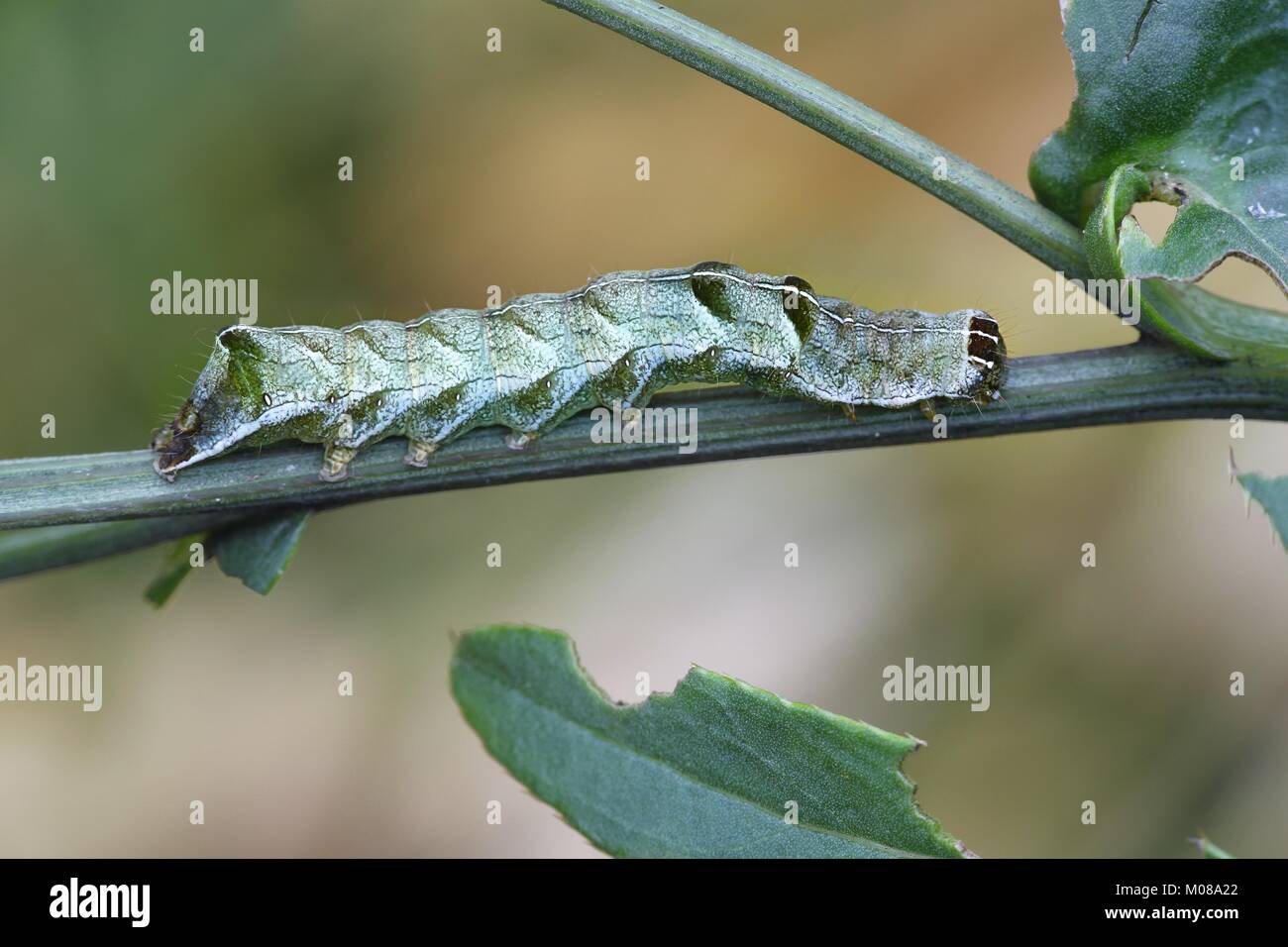 Dot moth caterpillar, Melanchra persicariae Stock Photo