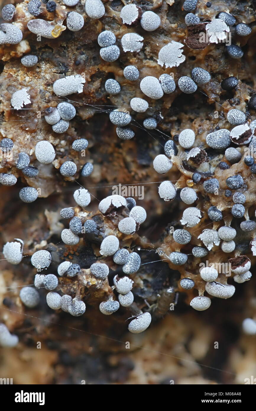 White slime mold, Physarum leucopus Stock Photo
