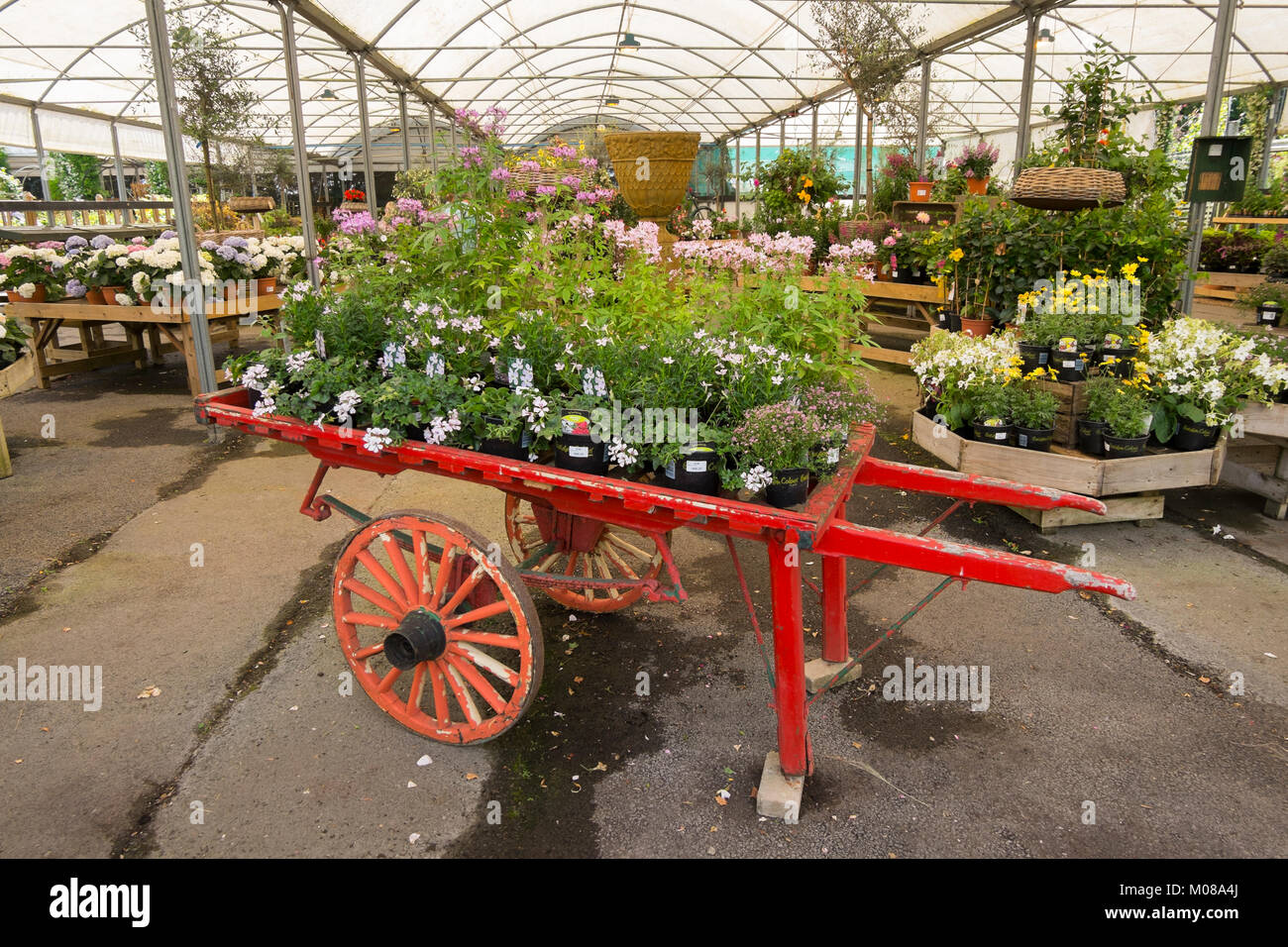 Plants and flowers on display at Burford Garden Centre in the Cotswolds