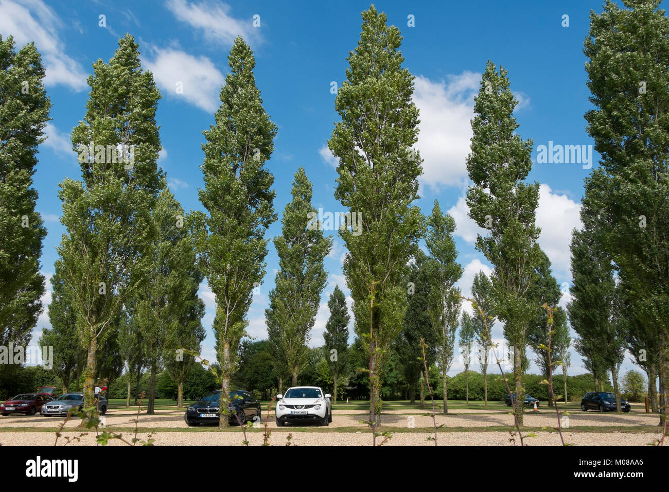 Trees in the car park at Burford Garden Centre in the Cotswolds