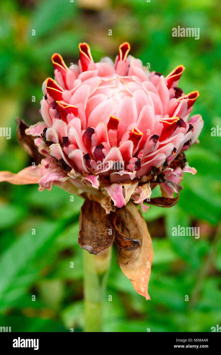 Flower of Torch Ginger (Etlingera elatior) in Fort Canning park in