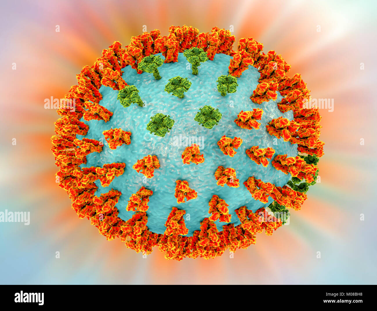 Influenza virus H3N2 strain. 3D illustration showing surface glycoprotein spikes hemagglutinin (orange) and neuraminidase (green) on an influenza (flu) virus particle. Haemagglutinin plays a role in attachment of the virus to human respiratory cells. Neuraminidase plays a role in releasing newly formed virus particles from an infected cell. H3N2 viruses are able to infect birds and mammals as well as humans. They often cause more severe infections in the young and elderly than other flu strains and can lead to increases in hospitalisations and deaths. Stock Photo