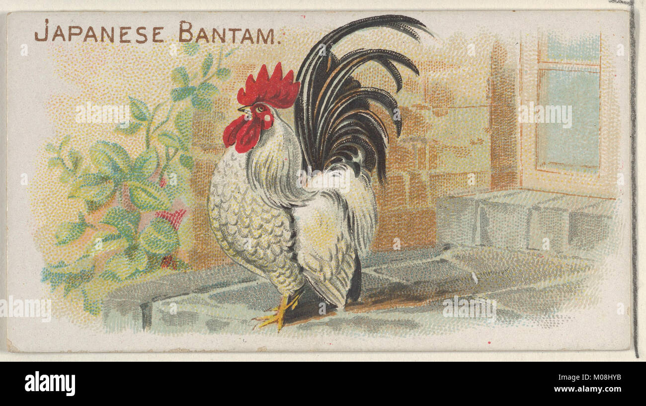 Japanese Bantam, from the Prize and Game Chickens series (N20) for Allen & Ginter Cigarettes MET DP835073 Stock Photo