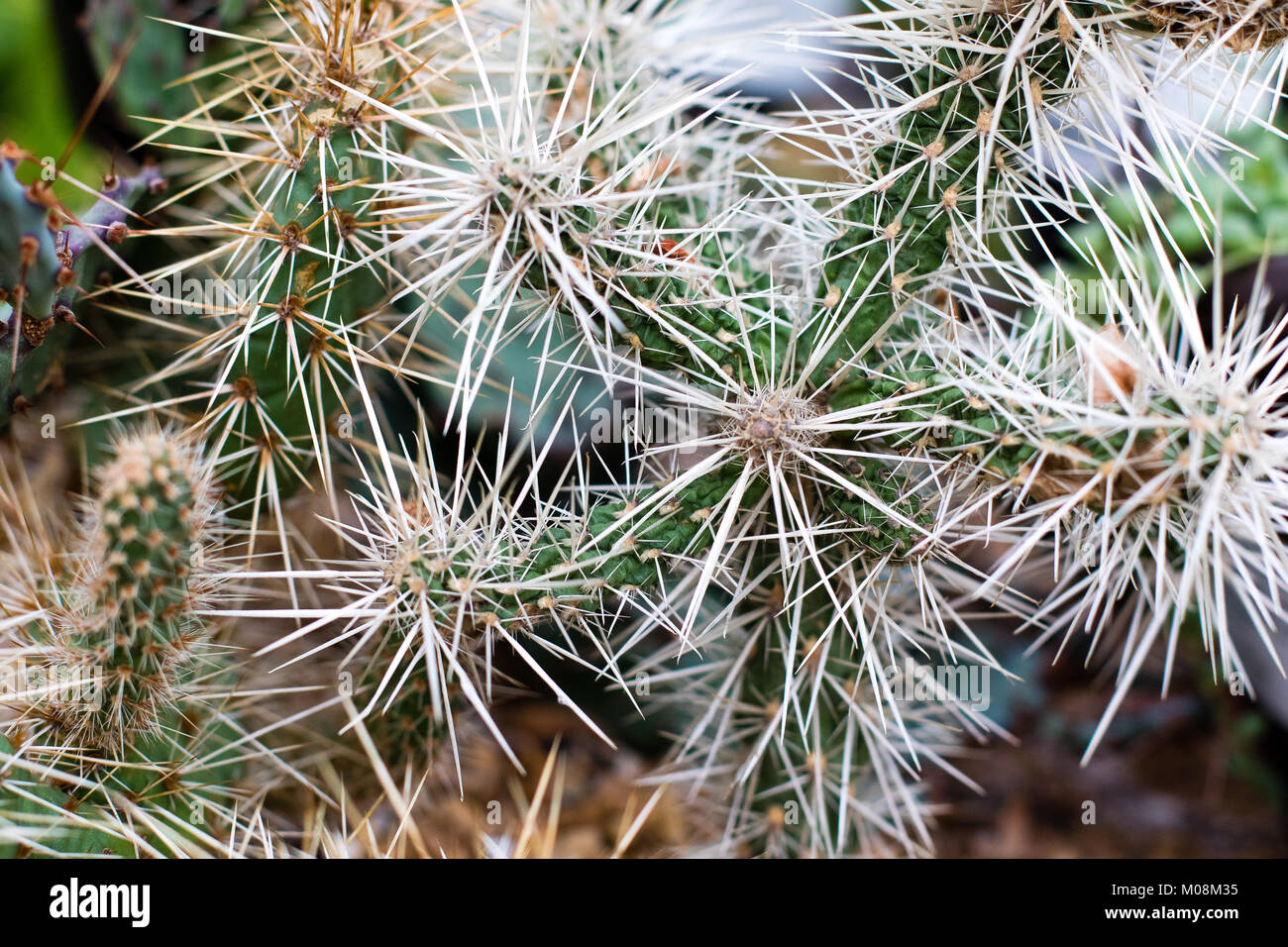 Close of a Cylindropuntia. Arrid cactus with long white spines and cracked green flesh. Stock Photo