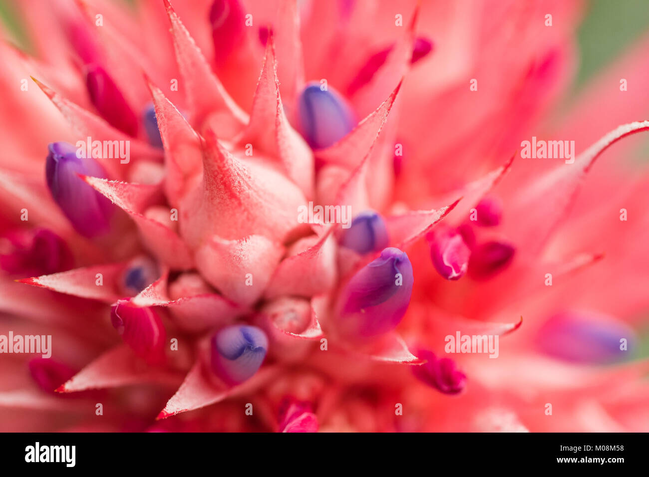 Aechmea fasciata (Silver vase or Urn plant) is a species of flowering plant in the bromeliad family, native to Brazil. Close up. Selective focus. Shal Stock Photo