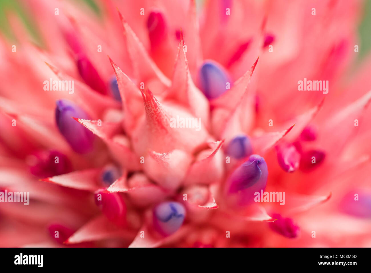 Aechmea fasciata (Silver vase or Urn plant) is a species of flowering plant in the bromeliad family, native to Brazil. Close up. Selective focus. Shal Stock Photo