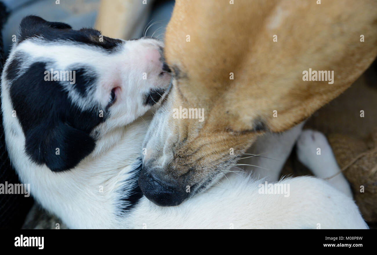 Cute puppy with mother Stock Photo - Alamy