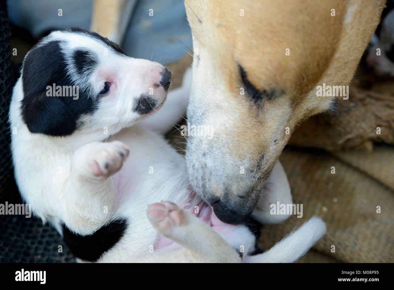 Cute puppy with mother Stock Photo - Alamy