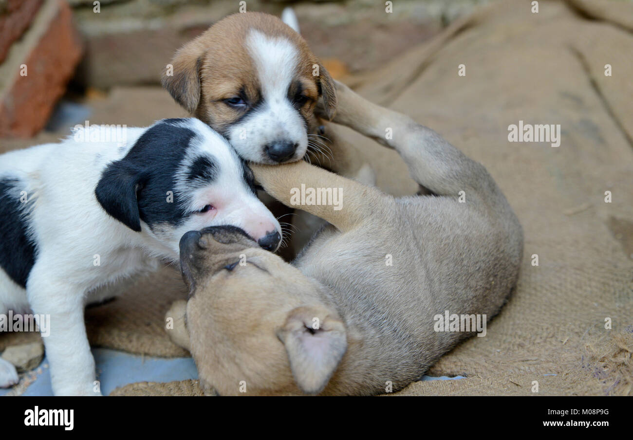 Puppy dog playing and biting Puppy dog playing and biting Stock Photo ...