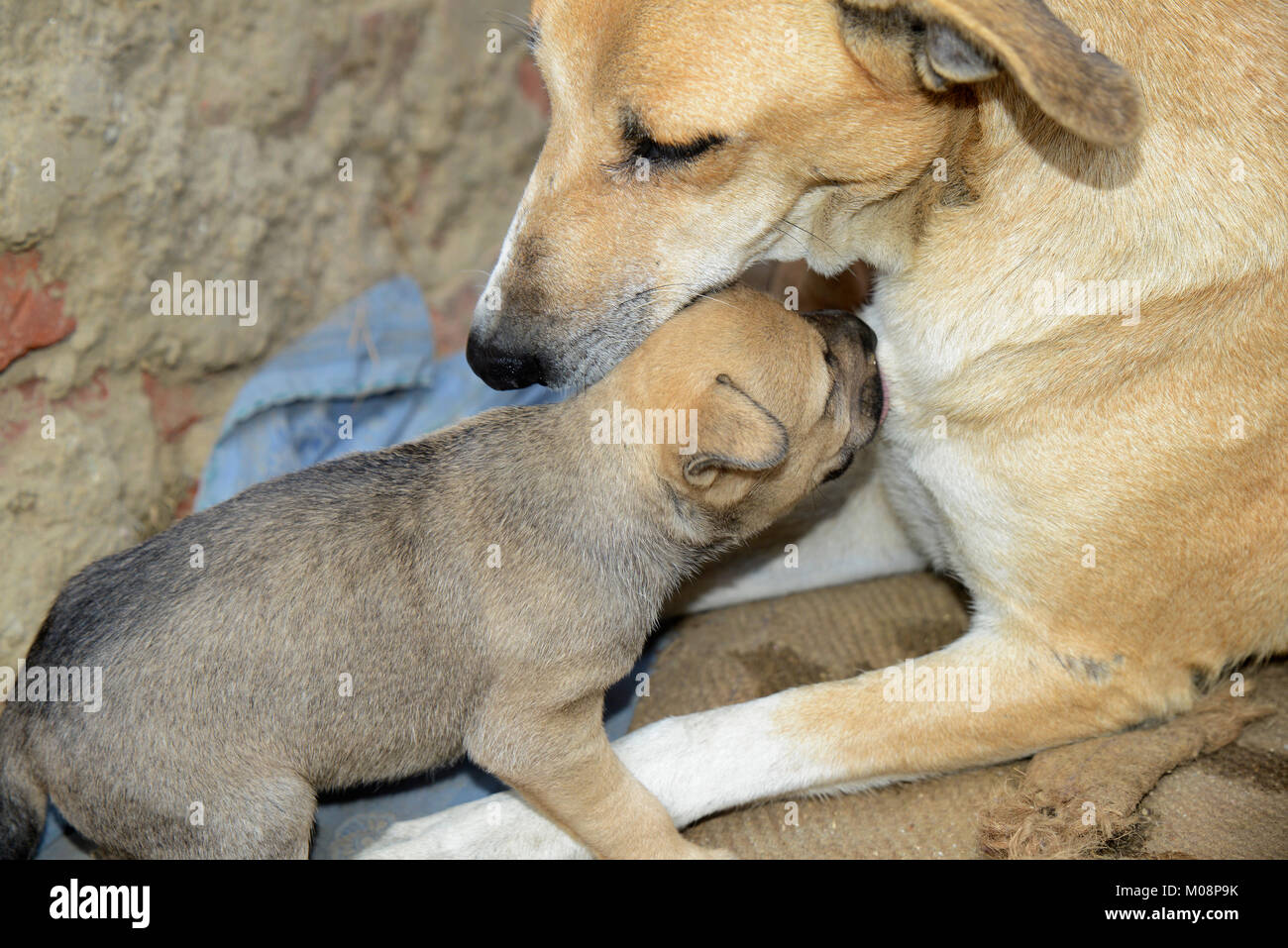 Cute puppy with mother Stock Photo - Alamy