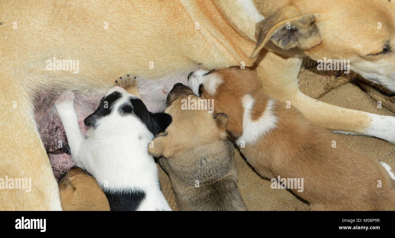 Cute puppy with mother Stock Photo - Alamy
