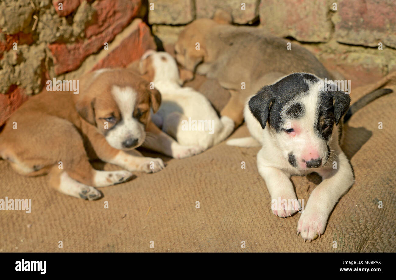 Cute puppy with mother Stock Photo - Alamy