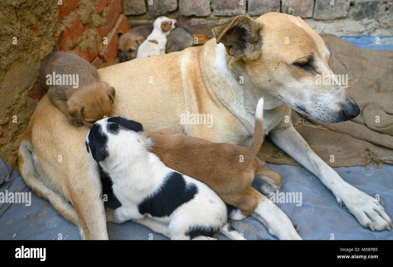 Cute puppy with mother Stock Photo - Alamy