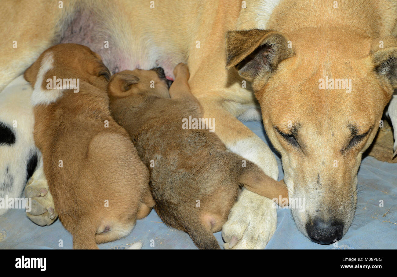 Cute puppy with mother Stock Photo - Alamy