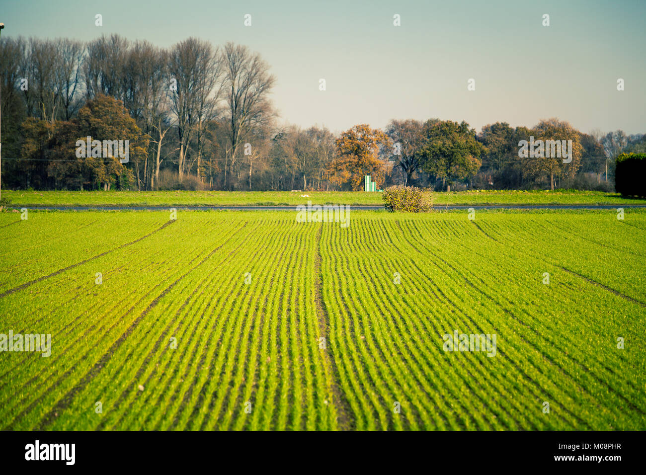agriculture field. Agricultural landscape with green fields Stock Photo ...