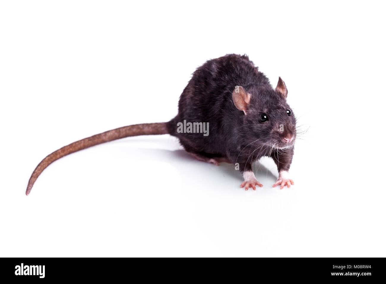 rat isolated on white background Stock Photo - Alamy