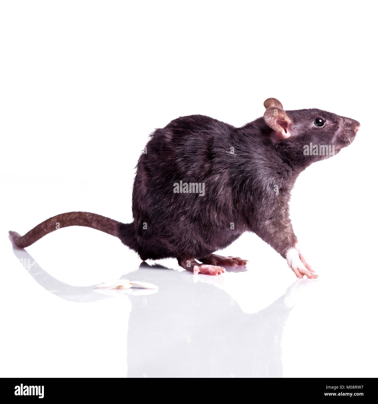 rat isolated on white background Stock Photo - Alamy