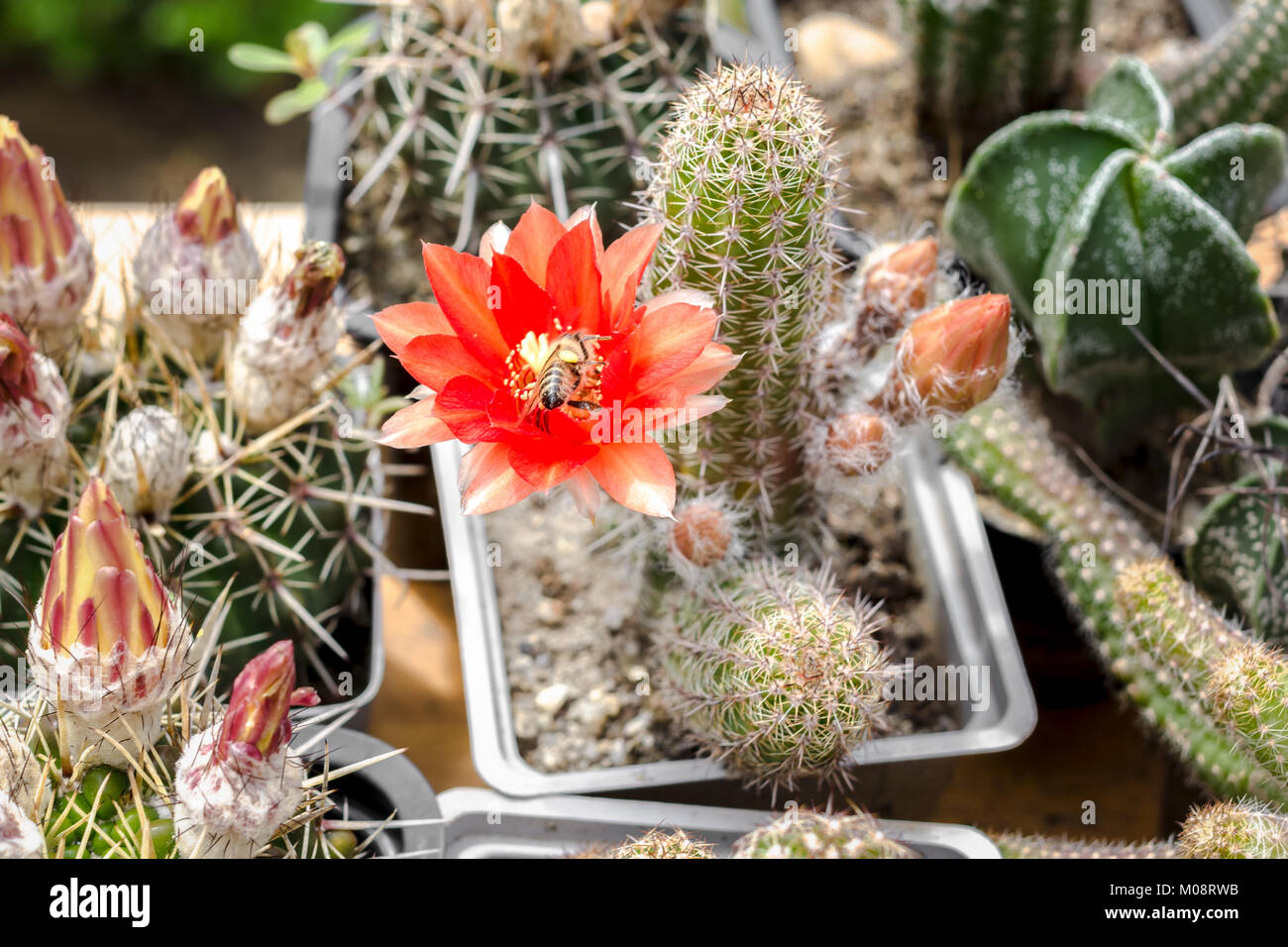 Cacti variety hi-res stock photography and images - Alamy