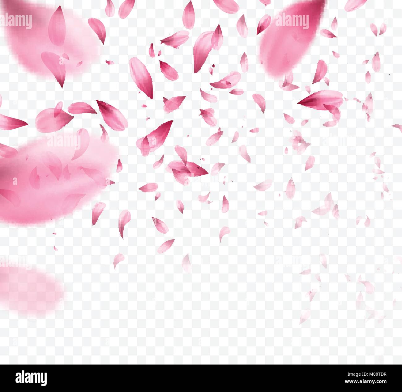 Falling pink sakura petals realistic illustration on transparent