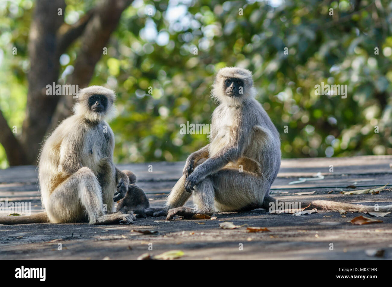 Grey langurs or Hanuman langurs family at Western Ghats, India. ( Presbytis entellus ) Stock Photo