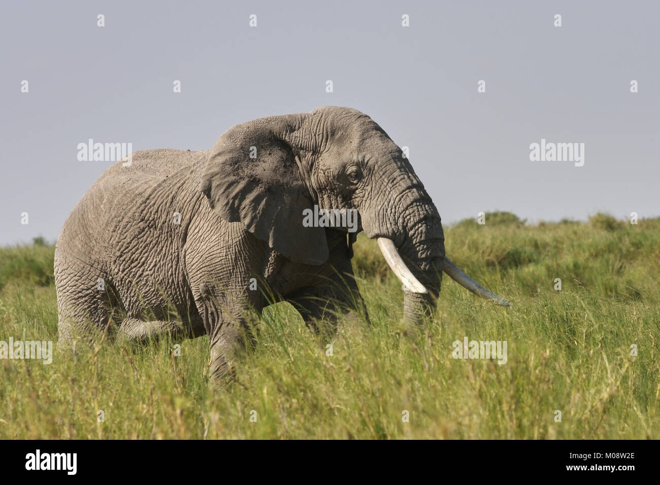 Large male African Elephant (Loxodonta africana) striding through long grass. Ambosel. Kenya. Stock Photo