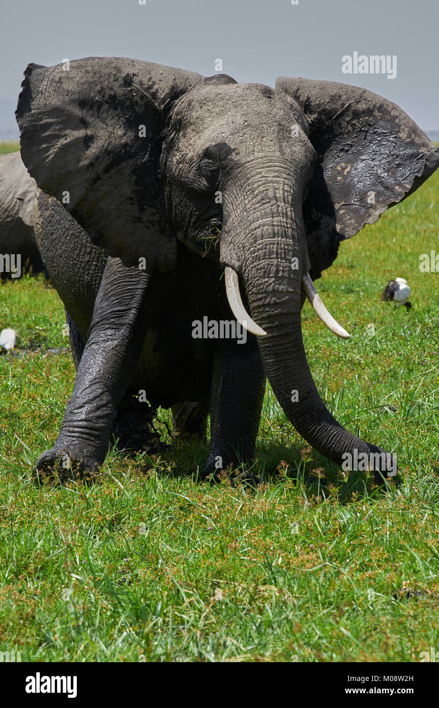 Young African Elephant (Loxodonta africana) struggling to move about in a swamp. Amboseli. Kenya. Stock Photo